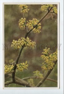 428030 GERMANY Flower Cornus mas Vintage Sammelwerk Tobacco Card w/ ADVERTISING