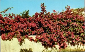 Texas - Colorful Bougainvillea  - [TX-108]