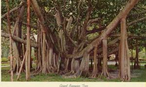 FL - Giant Banyan Tree