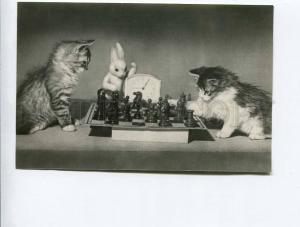 263257 Hare Kittens CHESS Players Yerofeyev Photographer photo