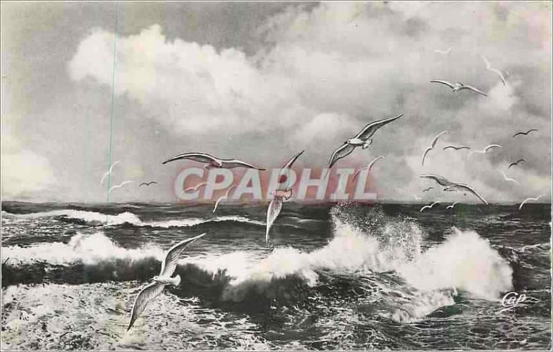  Tarjeta Postal moderna Barneville en el vuelo del mar de gaviotas en el mar
