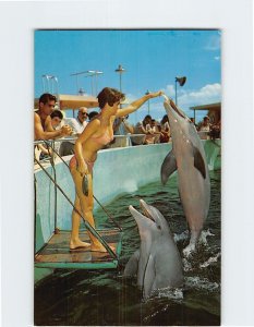 Postcard Performing Porpoise Seaquarium Miami Florida USA