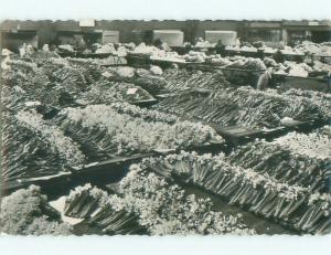 old rppc NICE VIEW Aalsmeer Near Amsterdam - North Holland Netherlands i2292