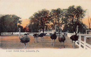 Ostrich Farm, Jacksonville, Florida, Very Early Postcard, Unused, Rotograph Co.