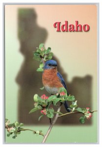 The Mountain Bluebird Idaho State Bird Postcard Continental View