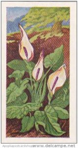 Glengettie Trade Card Wild Flowers No 16 Cuckoo-Point