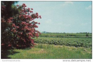 Cotton Field and Crepe Myrtle