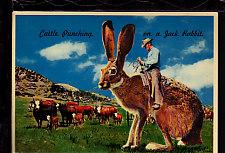 Cattle Punching,Jack Rabbit,Exaggerated Postcard