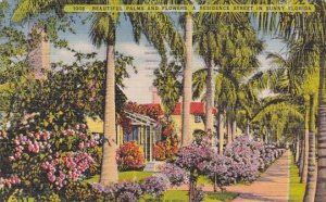 Beautiful Palms AQnd Flowers A Residence Street In Sunny Florida 1953
