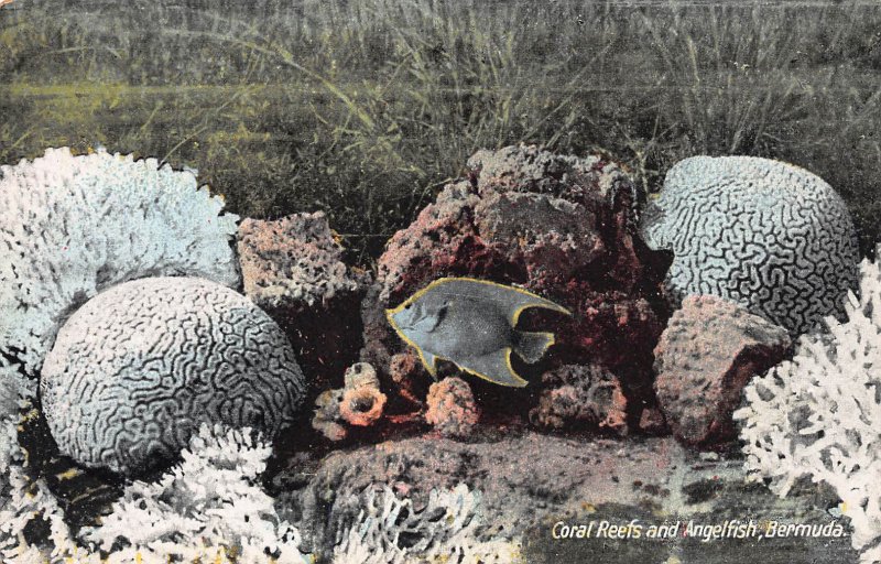 Coral Reefs and Angelfish, Bermuda, Early Postcard, Unused