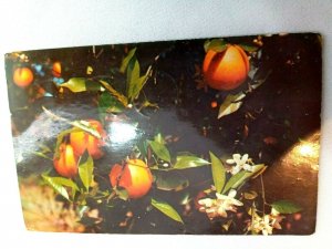 Vintage Postcard Oranges and Blossoms in Grove near Citra Florida