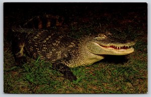 Animals~American Alligator~Alligator Mississipiensis~Vintage Postcard