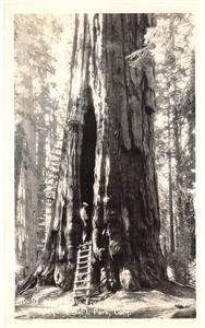 RPPC The Room Tree, Sequoia National Park, California c1940s Vintage Postcard