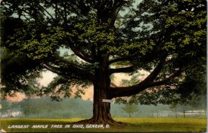 Vtg 1908 Largest Maple Tree In Ohio Geneva Ohio OH Postcard