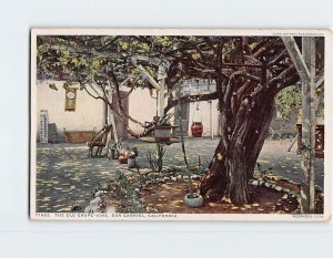 Postcard The Old Grape Vine San Gabriel California USA