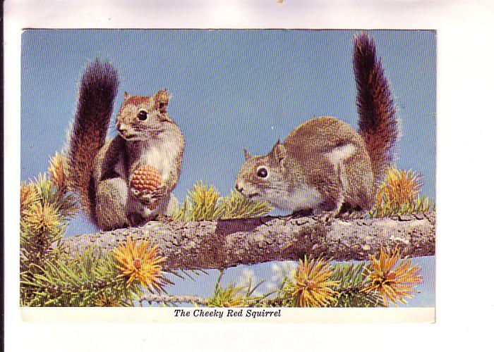 Two Cheeky Red Squirrels on a Branch, Made in Canada