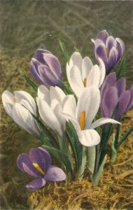 Flowers. Spring Crocus Beauiful Swiss postcard 1950s