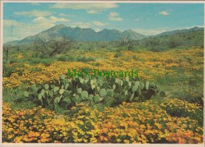 America Postcard - Desert Poppies, Southern Arizona  RR19172