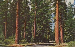 Highway through Virgin Stand of Big Timber - Western US