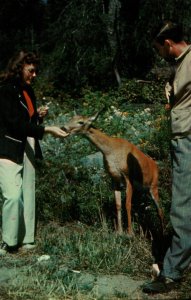 Greetings From Marshfield,WI Deer