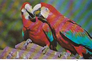 Florida St Petersburg Sunken Gardens Green Wing Macaws