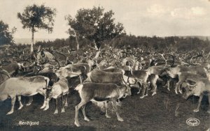 Sweden Renhjord Deer Vintage RPPC 07.42