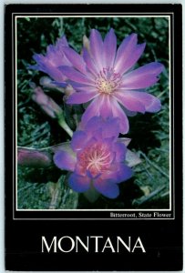 M-14834 Bitterroot State Flower Montana