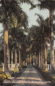 Honolulu Hawaii Private Driveway Royal Palms Antique Postcard K22917 