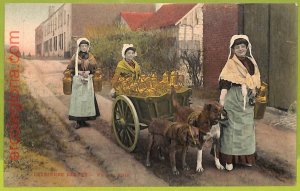 af4352 - BELGIUM - VINTAGE POSTCARD - 1910 - Working Dogs-