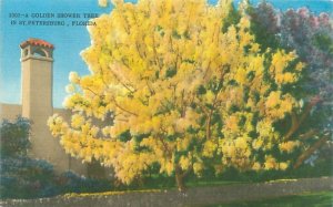 St Petersburg Florida Golden Shower Tree Linen Postcard Unused