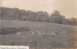 Ashfield Massachusetts Sheep Ranch Farm Scene Real Photo Postcard AA44000