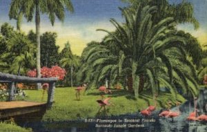 Sarasota Jungle Gardens - Florida FL  