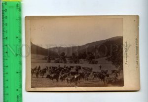 294079 GERMANY Ilmenauer Kuhherde COWS photographer Holle Vintage CABINET PHOTO