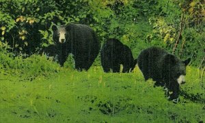 Postcard Early View of Bear Family in The Great Smoky Mountains, TN.     R2