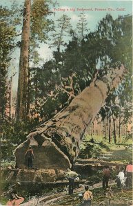 Postcard C-1910 California Fresno Logging Lumber Bi Redwood PNC 23-13880