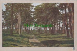 Germany Postcard - Aus Alten Waldern, Im Grunewald RS31692