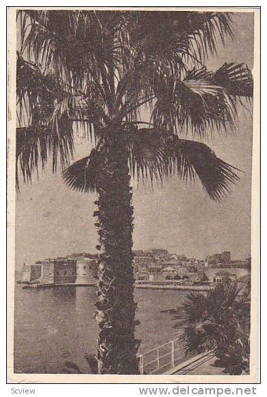 Panorama, Palm Tree, Dubrovnik, Croatia, PU-1950