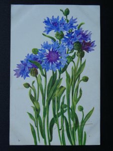 Flower BLEUETS / CORNFLOWER - Old French Postcard