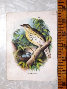 1870s-80s Lovely The Song Thrush Bird Card With Info on The Back Trade Card L15