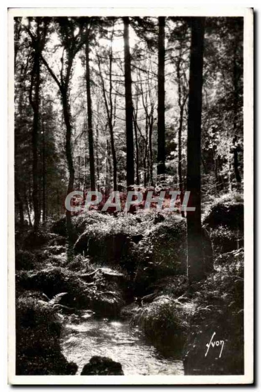 Old Postcard Huelgoat (Finistere) The forest near the pond wild boars