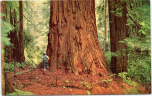 Man Standing at Base of California Redwood  postcard