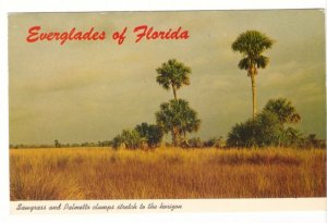 Sawgrass And Palmetto Clumps, Florida, Vintage 1968 Chrome Postcard