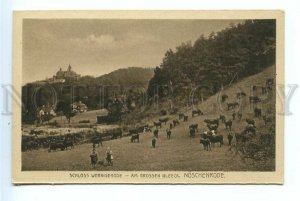 499075 GERMANY Wernigerode am Harz herd cows Vintage Louis Glaser Leipzig