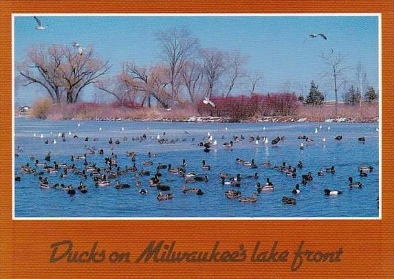 Wisconsin Milwaukee Ducks On Milwaukees Lake Front