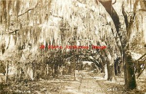 FL, Florida, RPPC, Under the Oaks, Dirt Road, Blair Photo