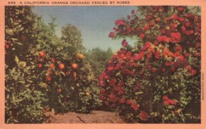 Vintage Postcard 1946 California Orange Orchard Fenced By Roses Beautiful Flower