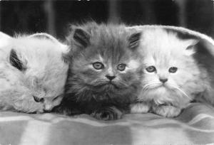 B98512 cat chat real photo germany  animals animaux