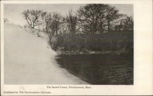 Provincetown Cape Cod MA Buried Forest c1910 Postcard #2