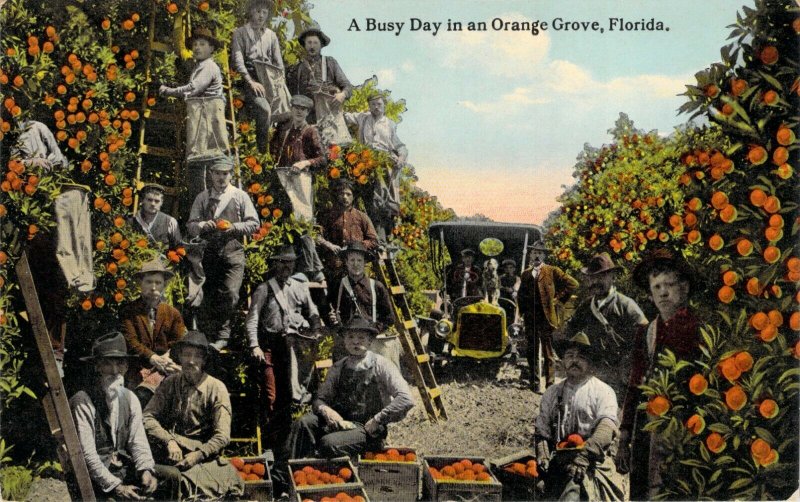 A Busy Day in an Orange Grove Florida FL Divided Back C.T. Photochrom Postcard