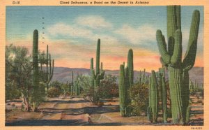 Vintage Postcard 1950's Giant Sahuaros A Road On The Symbolic Desert In Arizona